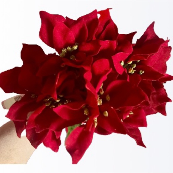 1 poinsettias red plant Christmas - Picture 3 of 13